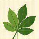 Gum leaf icon representing sustainability