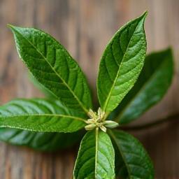 Leaves of fresh lemon myrtle native Australian herb on rustic background